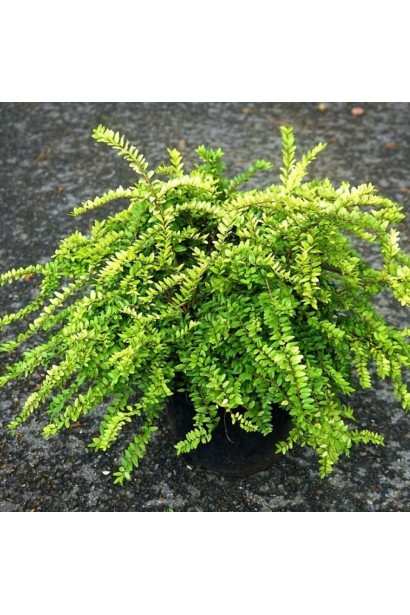 Жимолость шапкова Голден Глоу